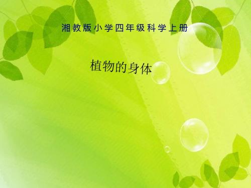 四年级科学上册1.1植物的身体课件2湘教版