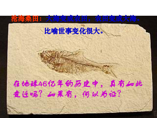 化石吟PPT课件