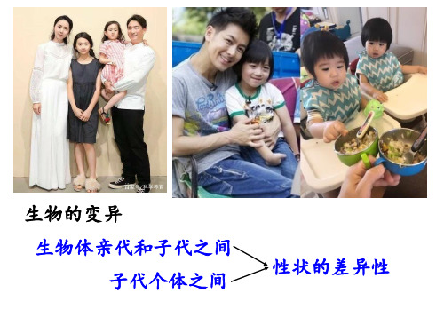 人教版高一生物必修二PPT优质课件：基因突变与基因重组 (共47张)