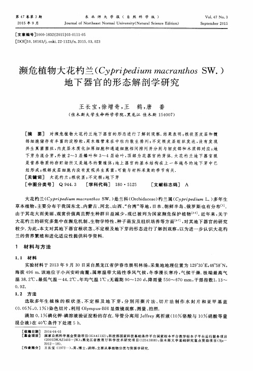 濒危植物大花杓兰(Cypripedium macranthos SW.)地下器官的形态解剖学研究