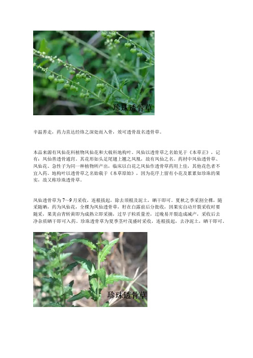 中药知识：透骨草
