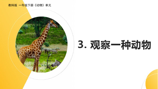 教科版(2017秋)科学一年级下册2-3《观察一种动物》课件