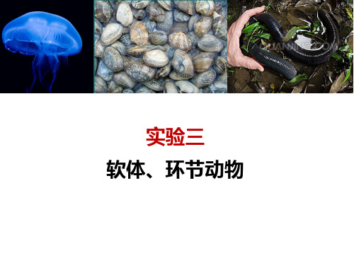 动物学实验报告实验三软体、环节动物