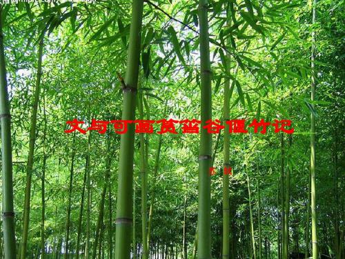 文与可画筼筜谷偃竹记