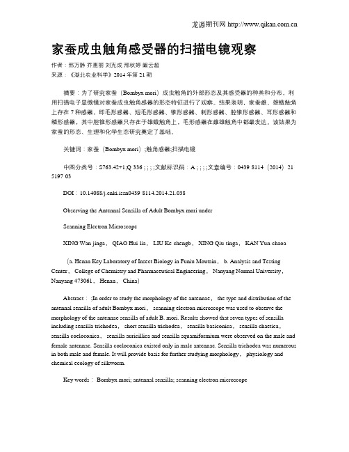 家蚕成虫触角感受器的扫描电镜观察