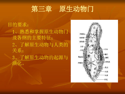 第3章  原生动物门