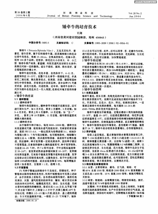 矮牵牛的培育技术