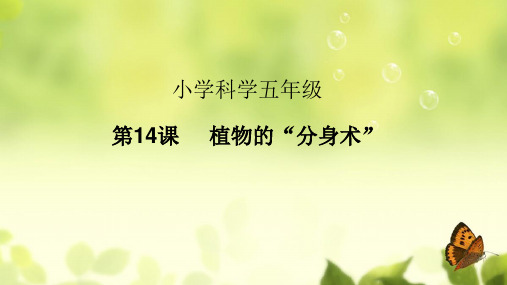 五年级下册科学课件-第14课 植物的“分身术”-青岛版