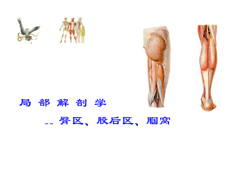 局部解剖学 04 臀区、股后区、腘窝