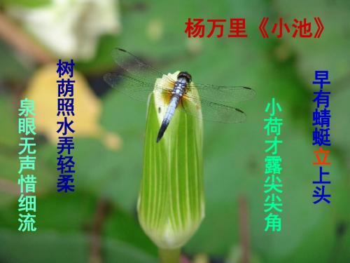 荷塘月色  第一课时