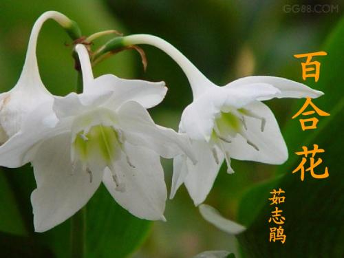 语文：4.15《百合花》课件(1)(语文版九年级下册)