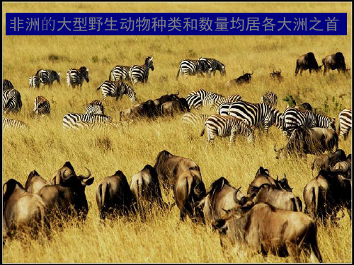 非洲地区、南非和埃及