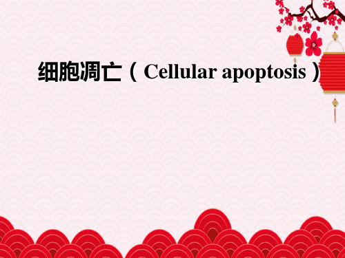 细胞凋亡(Cellularapoptosis)