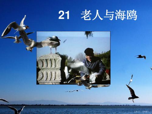 小学语文六年级上册21课《老人与海鸥》PPT