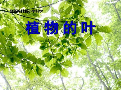 教科版小学科学三年级上册第一单元《植物的叶》PPT课件