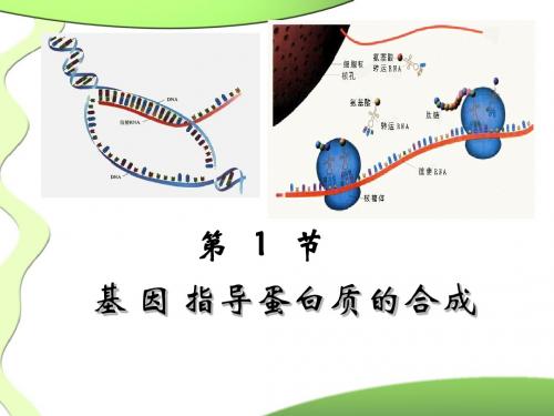 高一生物必修二优质课件基因指导蛋白质的合成