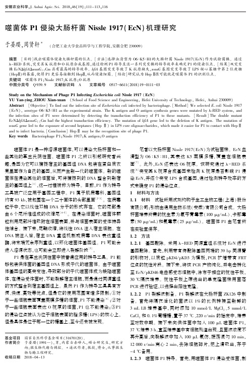 噬菌体P1侵染大肠杆菌Nissle 1917(EcN)机理研究