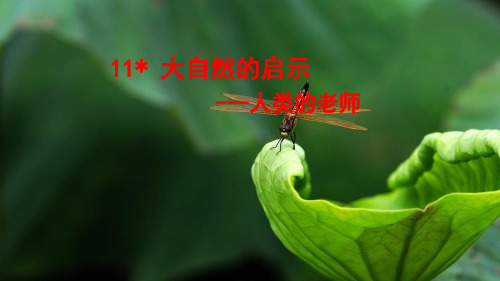 大自然的启示PPT课件