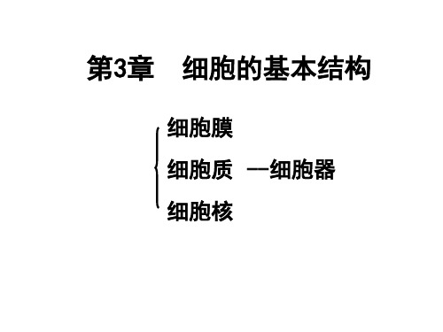 人教版高中生物必修一复习课件：细胞膜优秀ppt课件