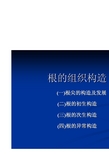 药用植物学  第三章 D根的组织构造