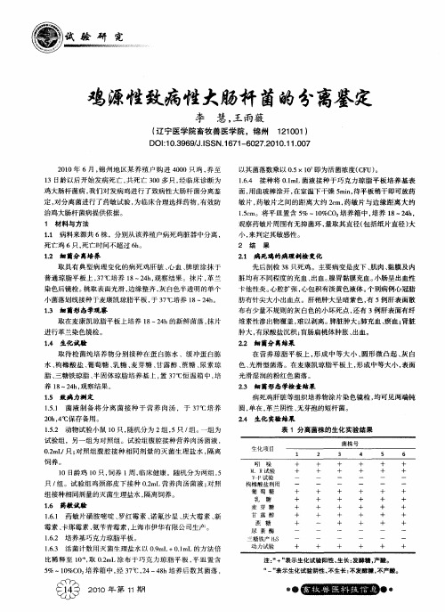 鸡源性致病性大肠杆菌的分离鉴定