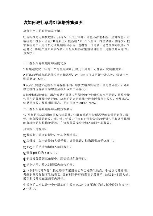 该如何进行草莓组织培养繁殖呢