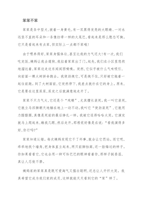笨笨不笨
