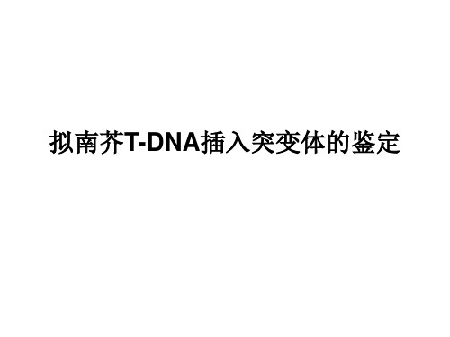 实验五 拟南芥T DNA插入突变纯合体的鉴定