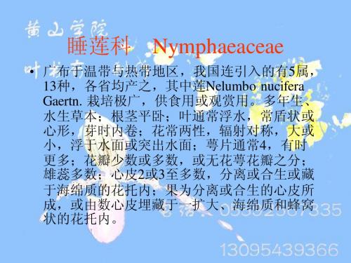 睡莲科
