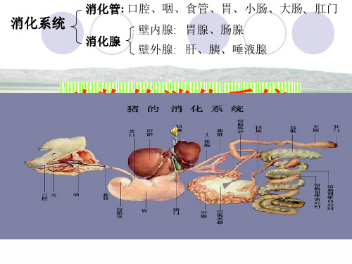 第12-18动物消化系统课件