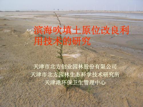 滨海吹填土原位改良技术的研究