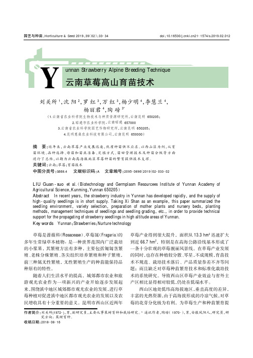云南草莓高山育苗技术