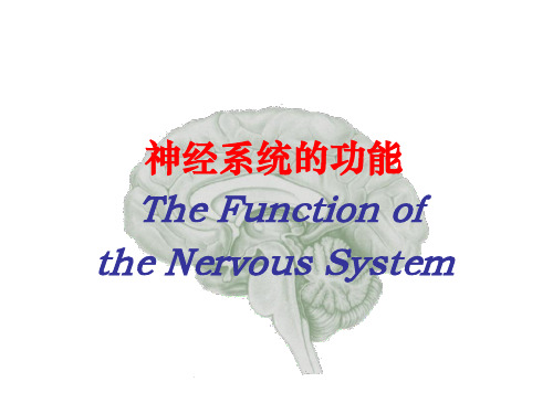 神经系统的功能----精品医学课件