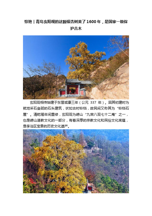 惊艳︱青岛玄阳观的这颗银杏树美了1600年，是国家一级保护古木