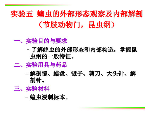 实验5 蝗虫的外部形态及内部解剖(节肢动物门)PPT课件