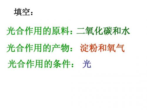 光合作用的产物