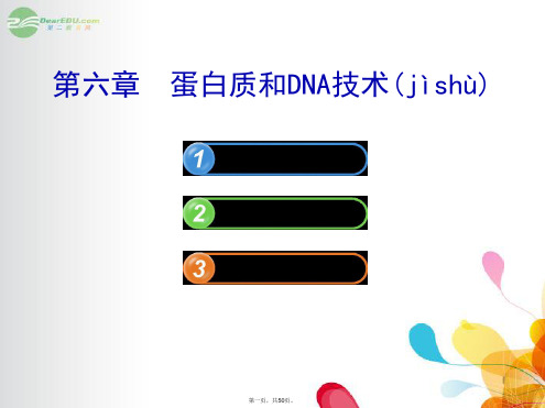 高中生物 1.6蛋白质和DNA技术课件 中图版选修1 