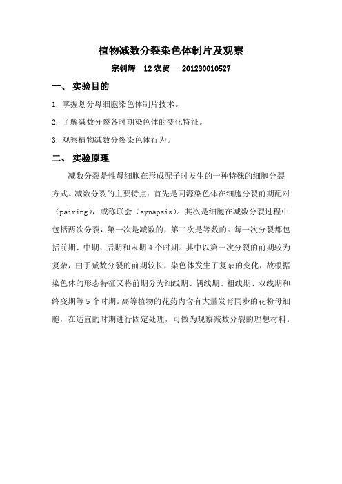 植物减数分裂染色体纸片及观察
