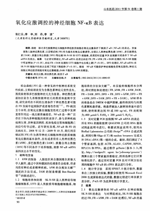 氧化应激调控的神经细胞NF-kB表达