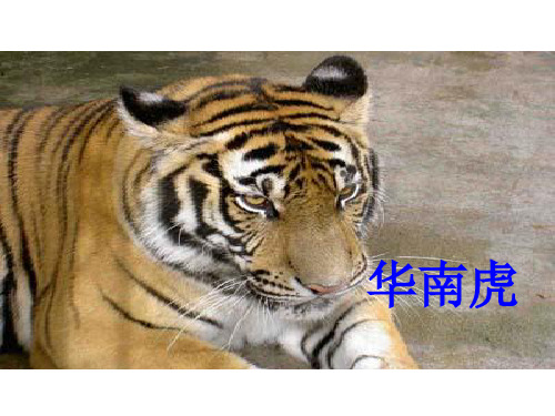 华南虎PPT65 人教版 (共22张PPT)