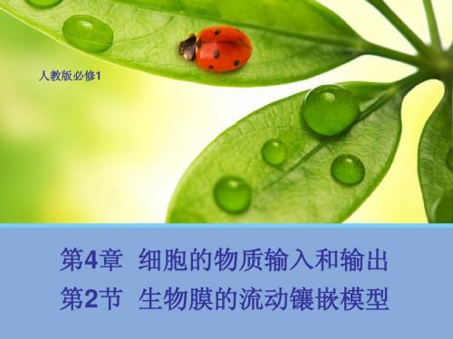 第二节流动镶嵌模型