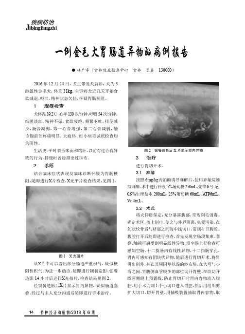 一例金毛犬胃肠道异物的病例报告