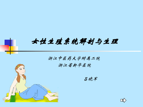 女性生殖系统解剖与生理