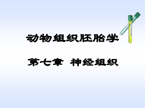 组织胚胎学课件：神经组织