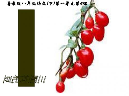三颗枸杞豆PPT58 鲁教版