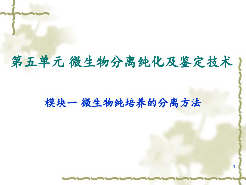 微生物纯培养的分离方法 ppt课件
