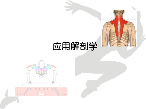 生理解剖学