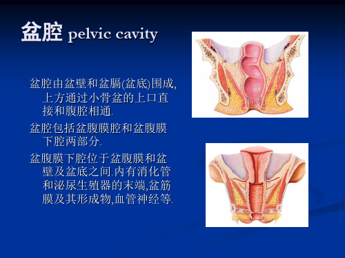 盆腔