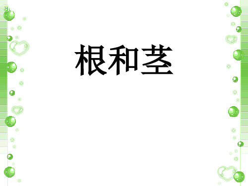 三年级下册科学课件根和茎 苏教版 (共22页)PPT