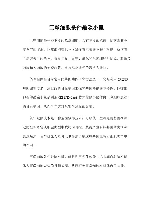 巨噬细胞条件敲除小鼠